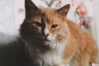 Альбом