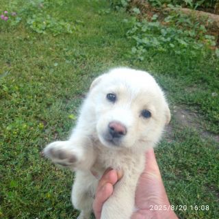 Альбом