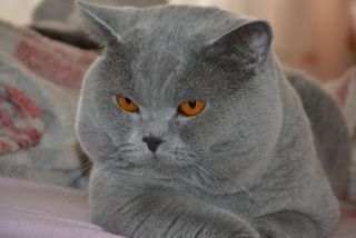 Альбом