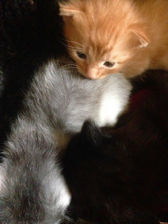 photo