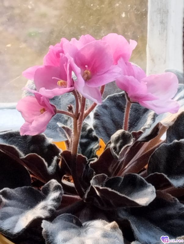 Цветение фиалки весной