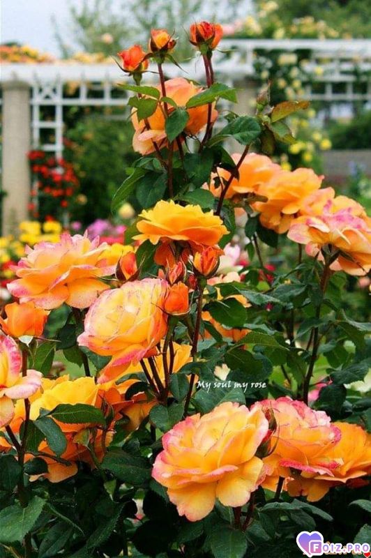 FB_IMG_1565977119007