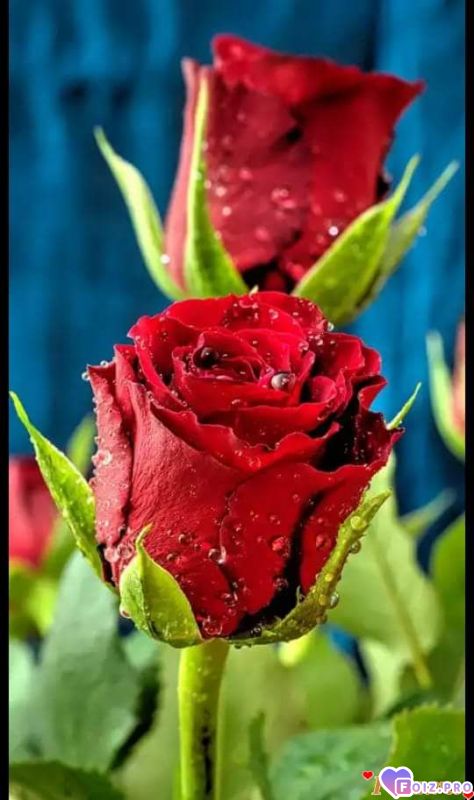 FB_IMG_1535918482799