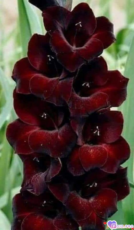 FB_IMG_1541449770657