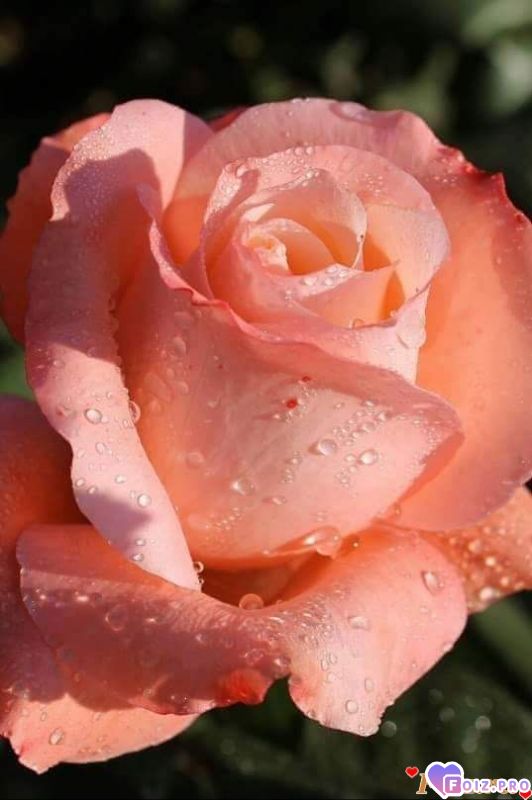 FB_IMG_1575542438853