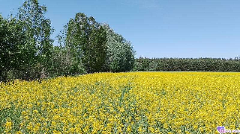 Весна