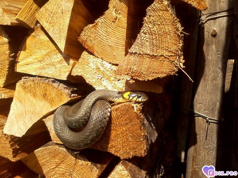 На відпочинку