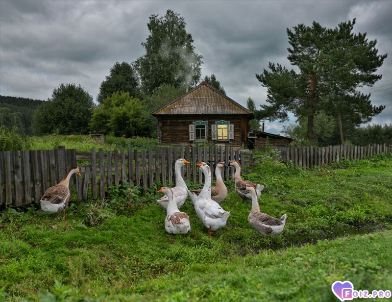 Деревенская красота.