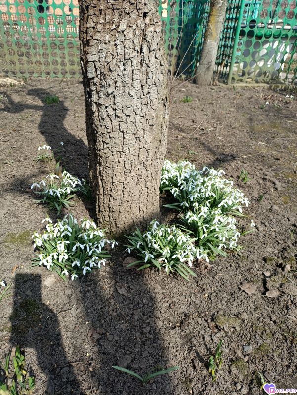 подснежники