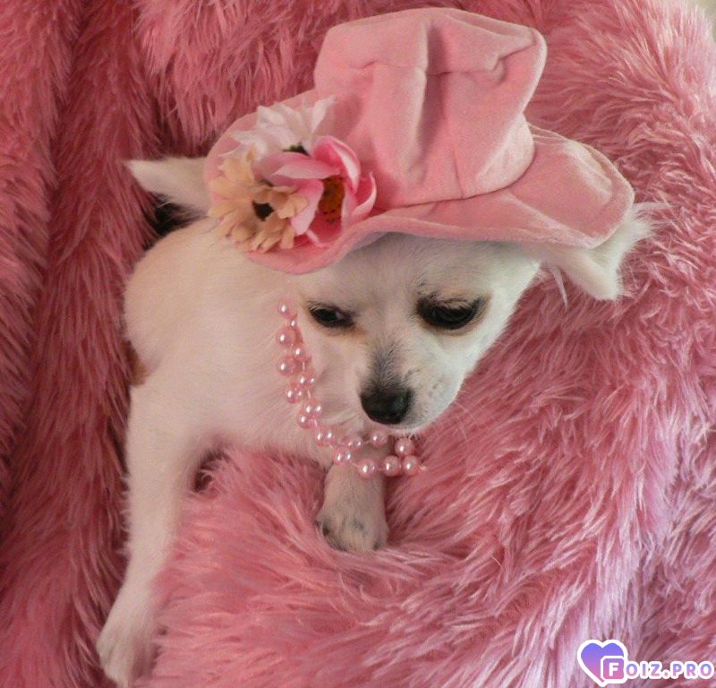 12d2e1d3afd129c5fccc70ccb225a92b