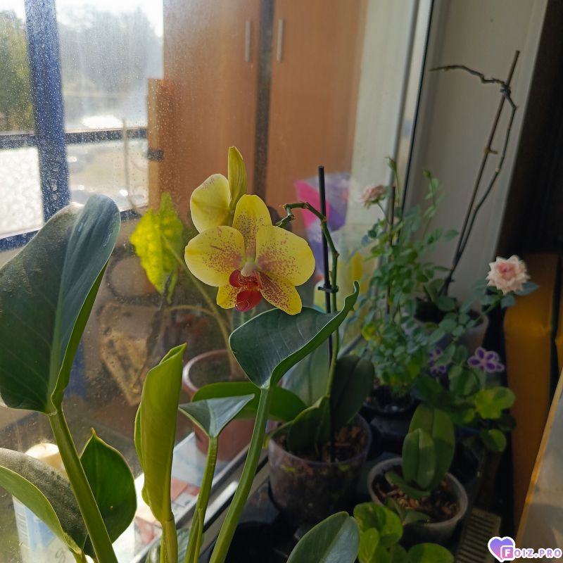 Мои цветы