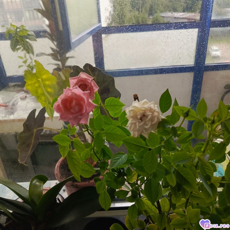 Розы