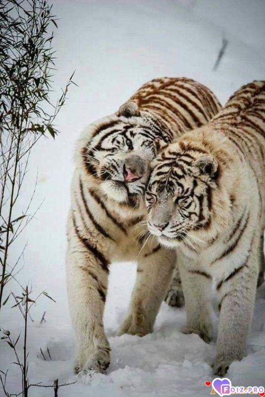 FB_IMG_1543849857362