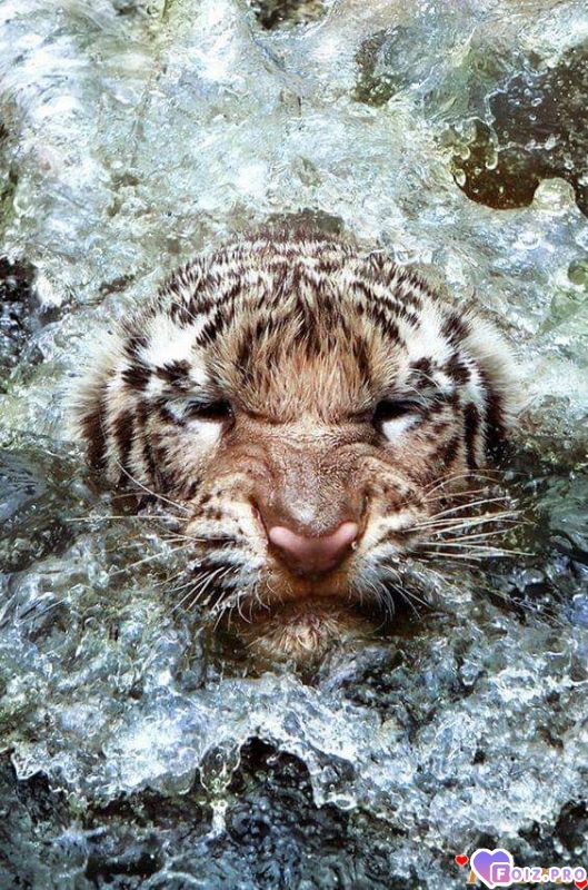 FB_IMG_1543849848424