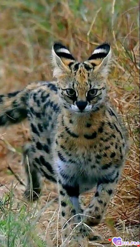 FB_IMG_1543172306930