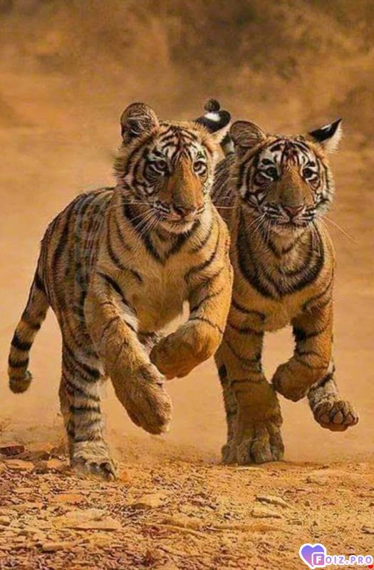 FB_IMG_1544580289635