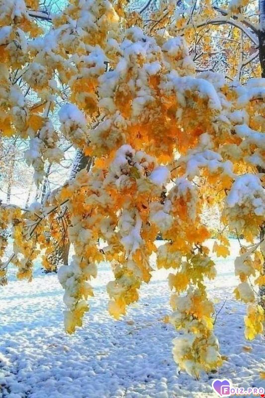 FB_IMG_1543172732040