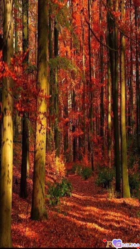 FB_IMG_1542829516163