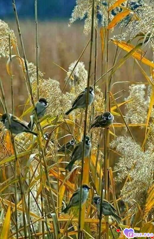 FB_IMG_1541838564991