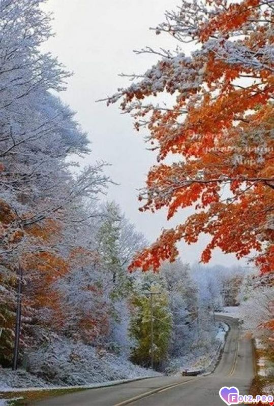 FB_IMG_1541837764772