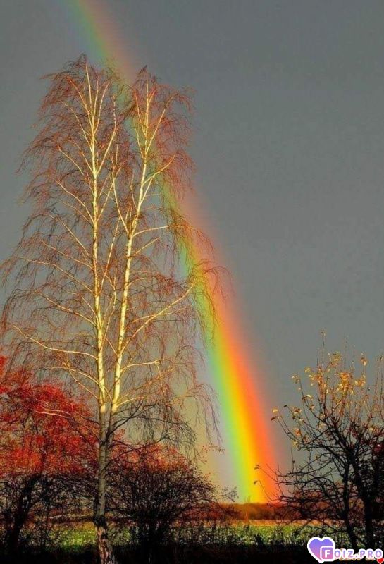 FB_IMG_1541833586804