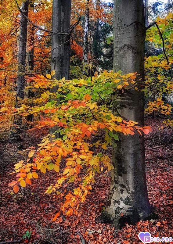 FB_IMG_1541396980977