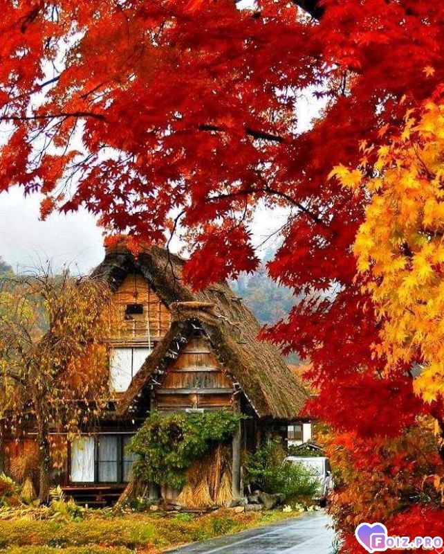 FB_IMG_1541396728268