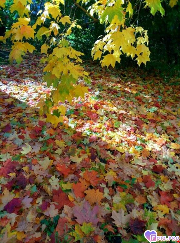 FB_IMG_1541395169005