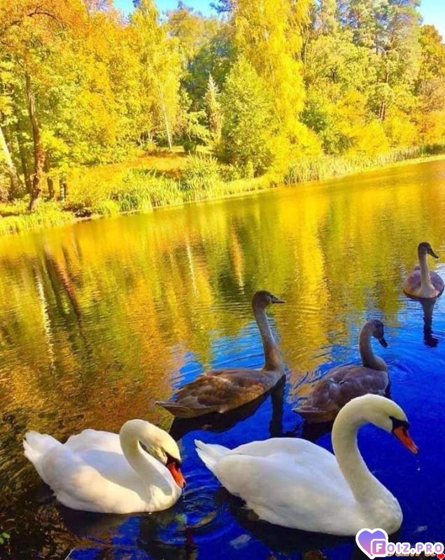 FB_IMG_1541396426188