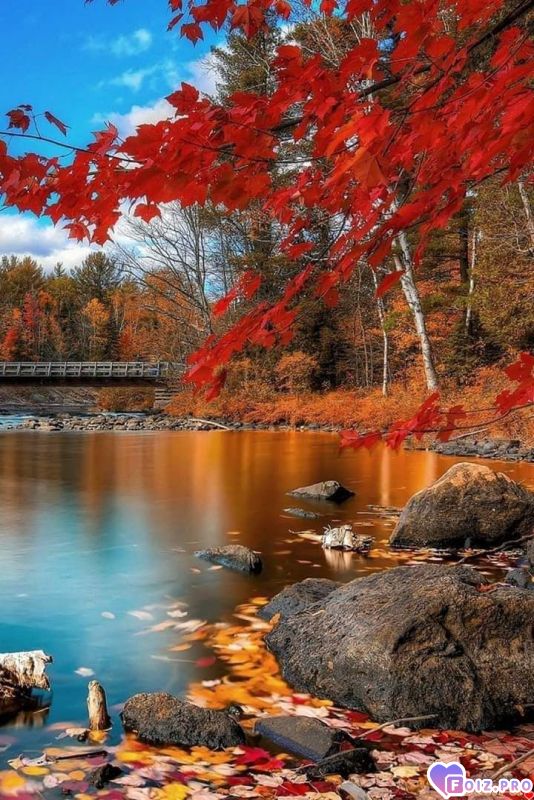 FB_IMG_1541350914610