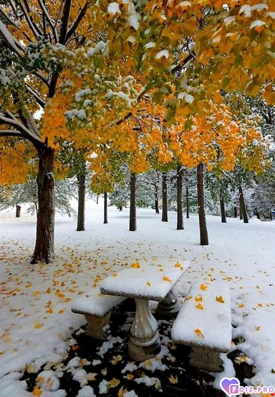 FB_IMG_1541350435596