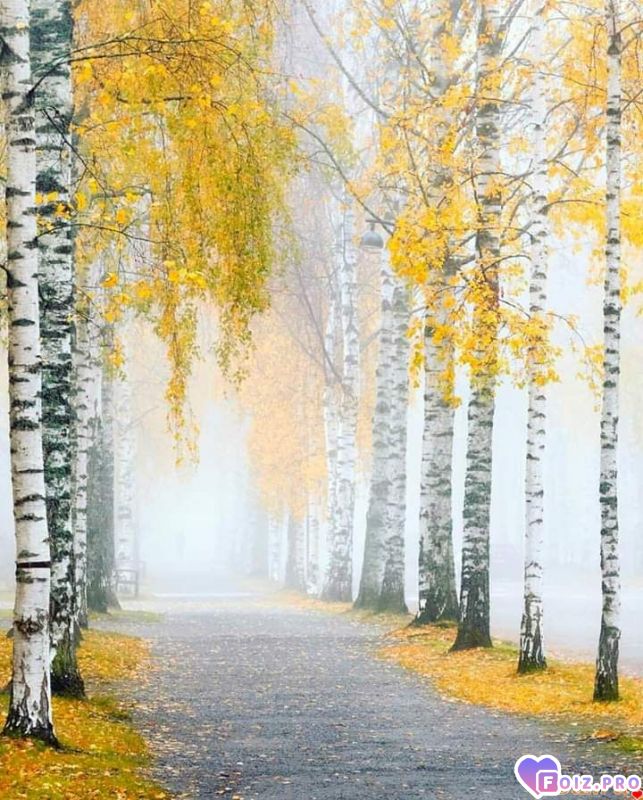 FB_IMG_1541350411164