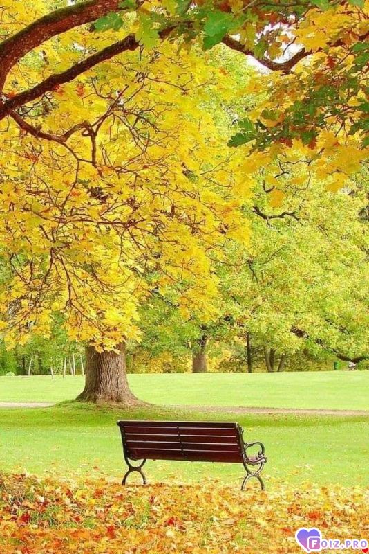 FB_IMG_1540744665528