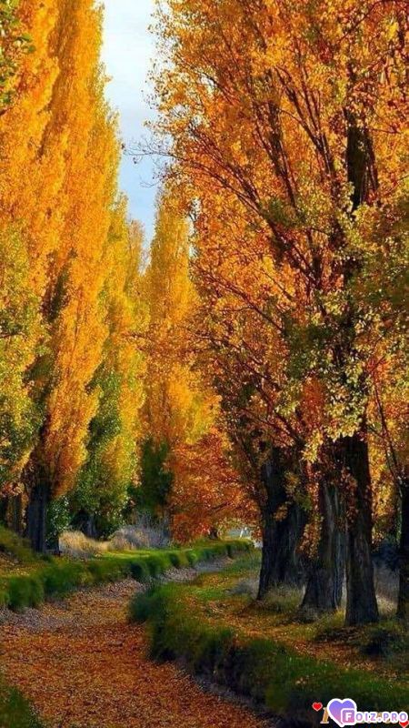 FB_IMG_1540743664917