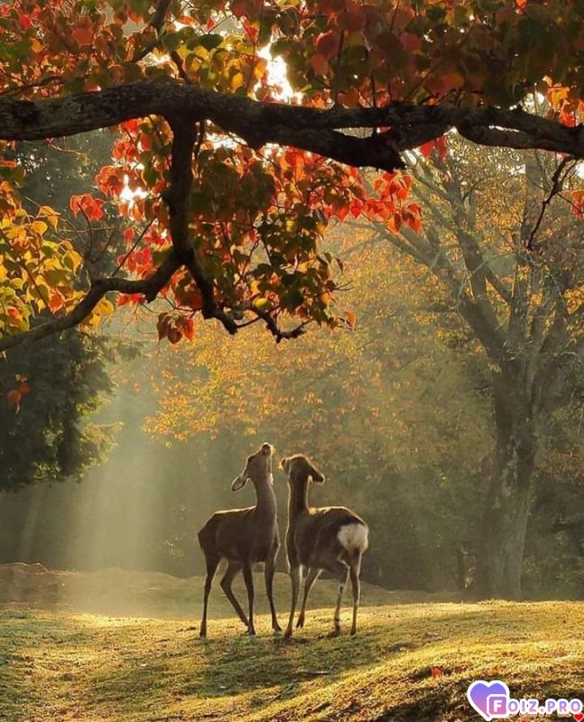 FB_IMG_1540125332419