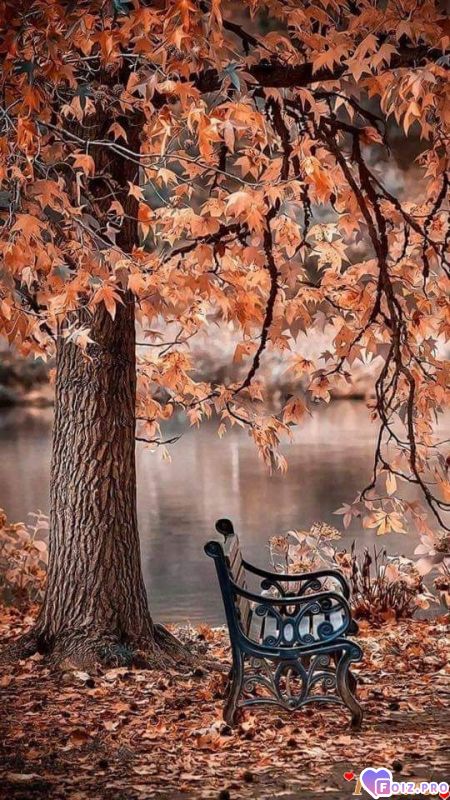 FB_IMG_1539607285900