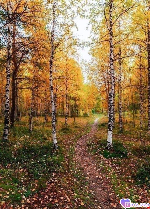 FB_IMG_1539396422635