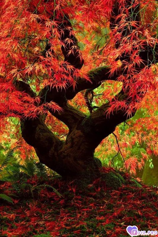 FB_IMG_1538686175359