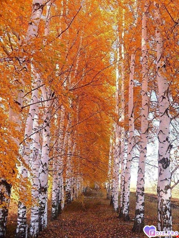 FB_IMG_1538613231363