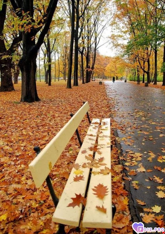 FB_IMG_1537943081082