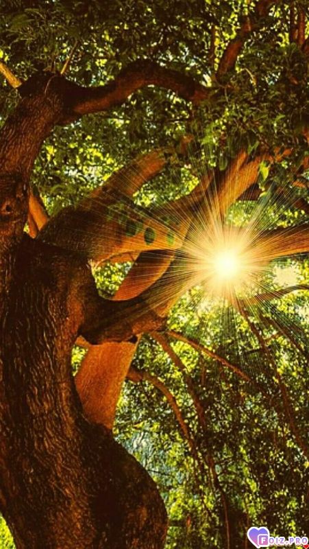 FB_IMG_1531079259302