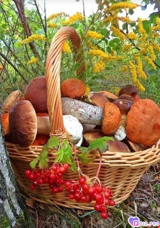 FB_IMG_1531042849956