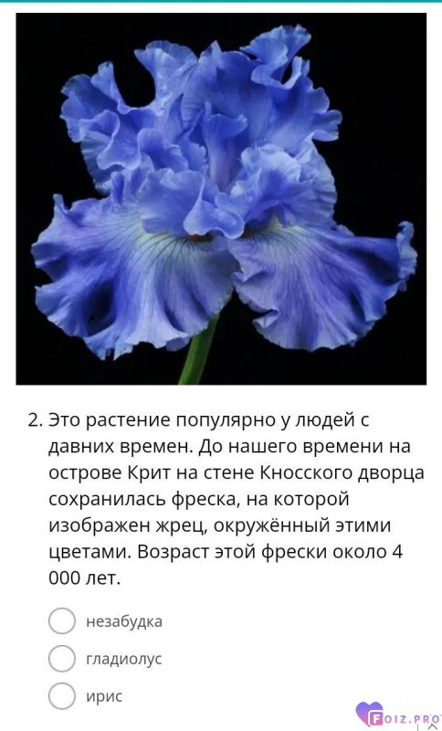 Foiz.PRO_20230803_094826222