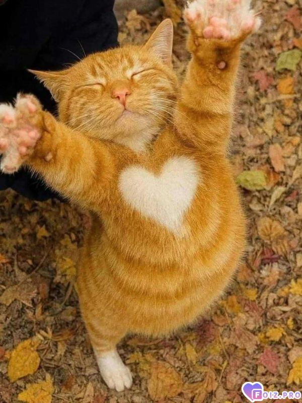 Возьмите меня на ручки