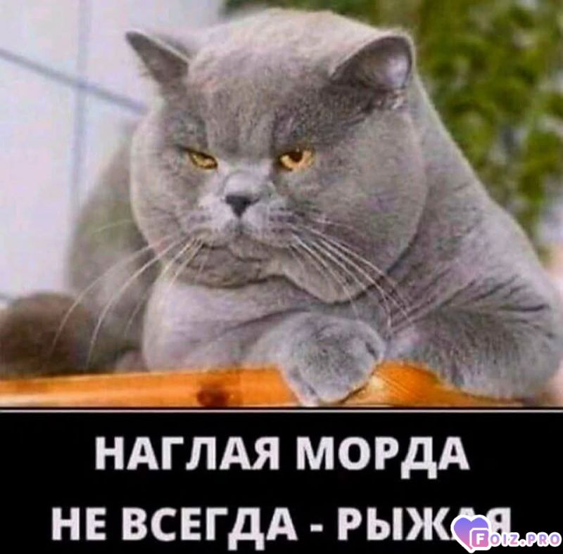 Не рыжий, но наглющий 