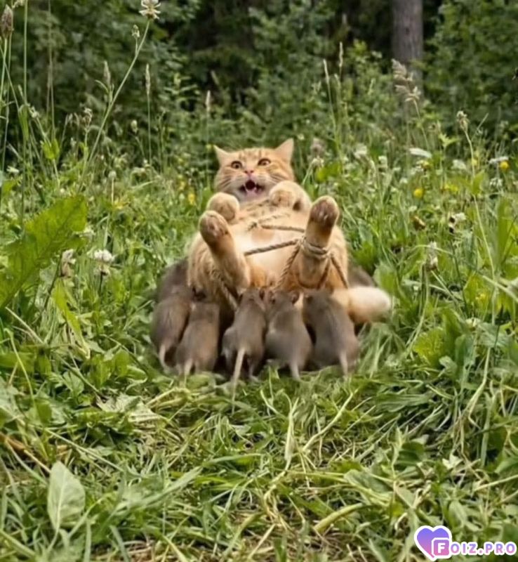 Батюшки мои