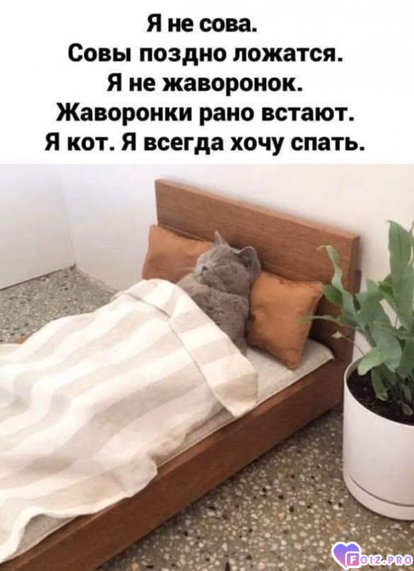 Мне все до... Я кот