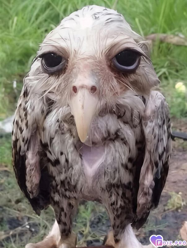 Не пугайтесь это просто сова