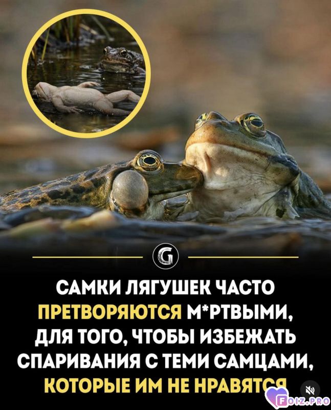 Претворяйся не претворяйся