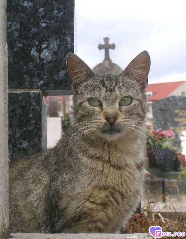 Котопатриархат